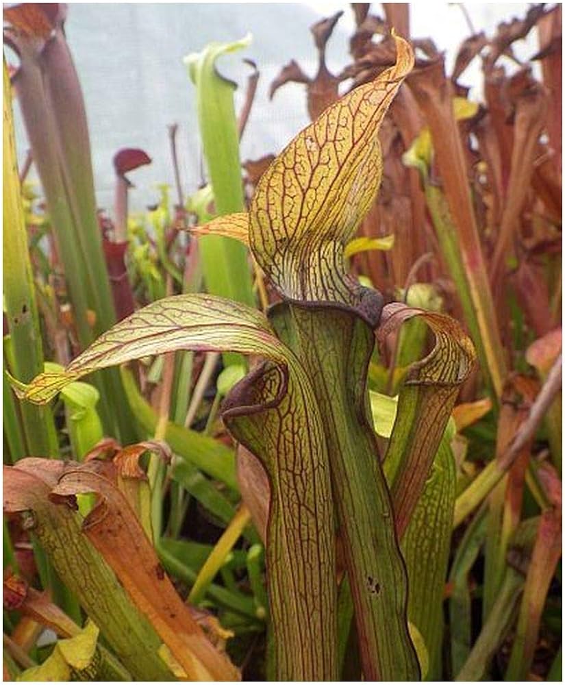 Sarracenia - Rubra for planting in home garden